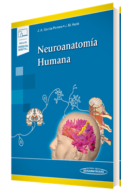 Neuroanatomía Humana